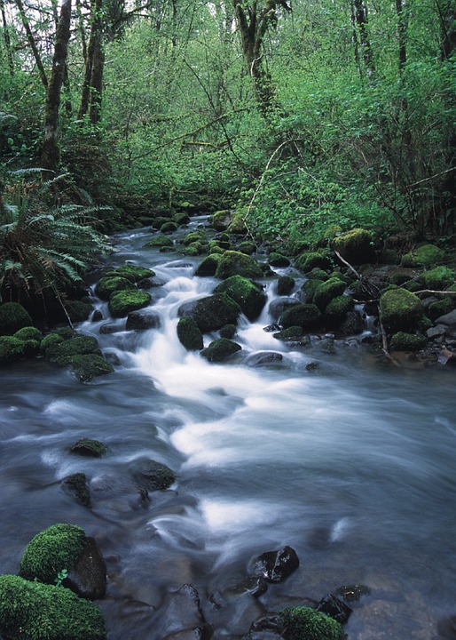 Stream in Forest