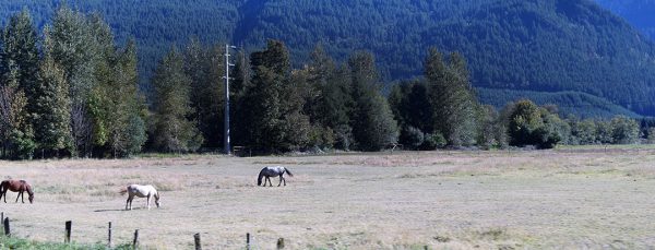 Hampton Lumber - Randle, Washington