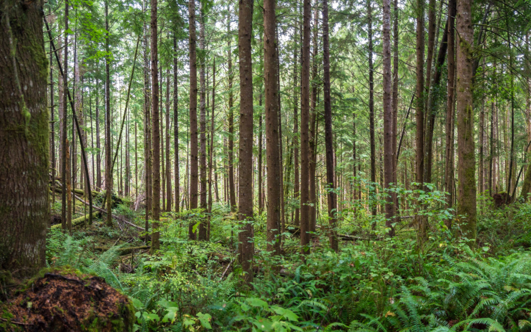 Modern, scientific forestry is sustainable and renewable
