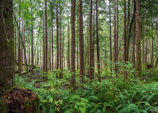 Modern, scientific forestry is sustainable and renewable