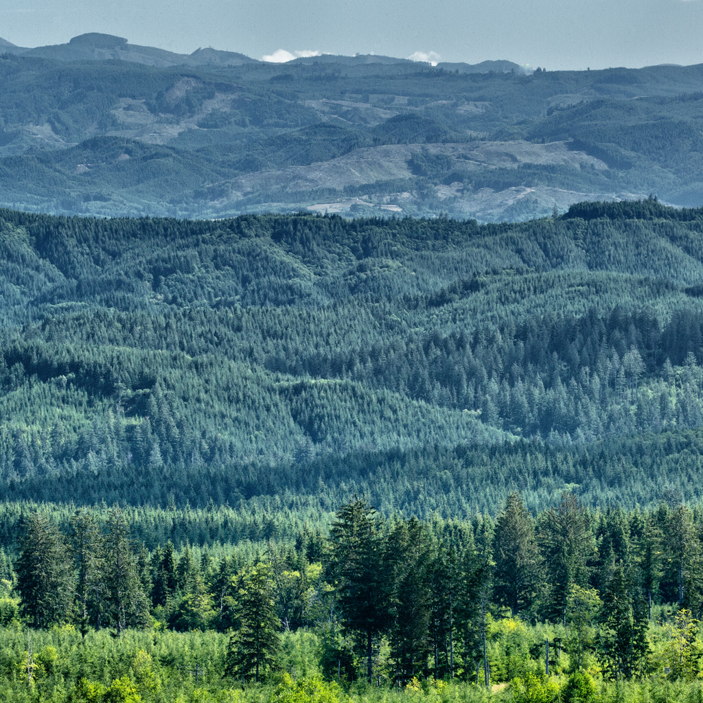 Forest Landscape