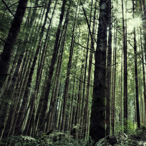 Hampton Lumber Forest