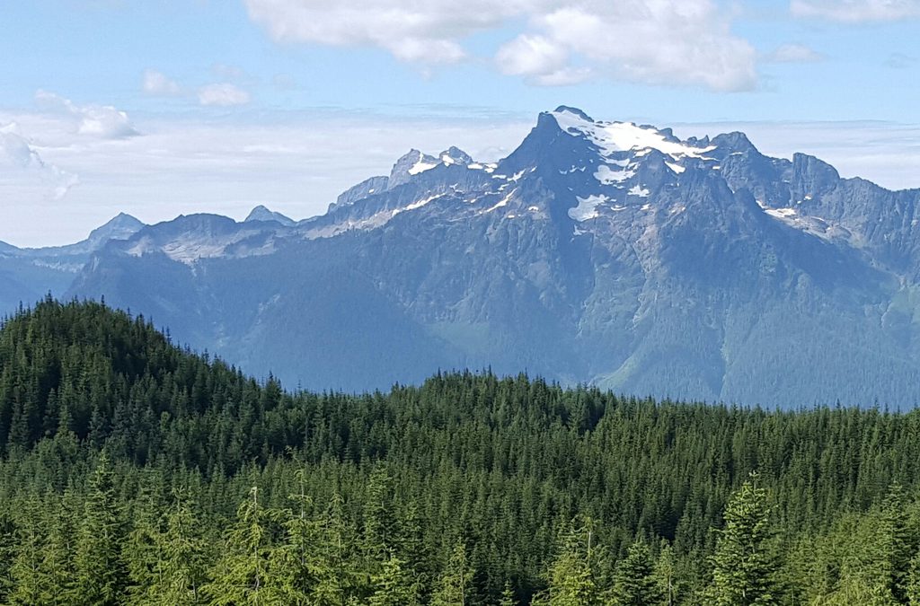 Hugging the forest rather than the trees.