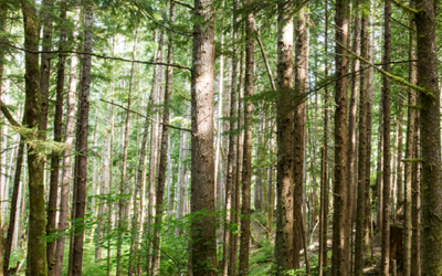 RELEASE: Hampton Family Forests acquires additional 23,000 acres of timberland in Washington