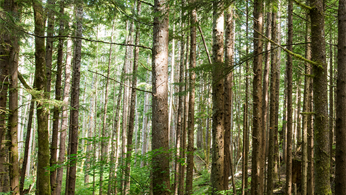 RELEASE: Hampton Family Forests acquires additional 23,000 acres of timberland in Washington