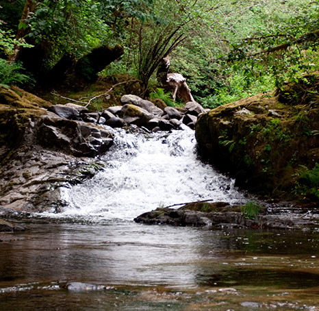 OSU study: Coast Range trout thrive after logging