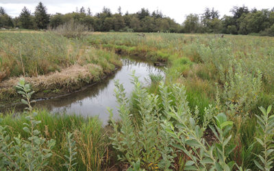 RELEASE: Tillamook wetland restoration project gets help from local forest products company