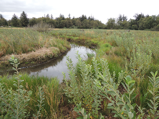 RELEASE: Tillamook wetland restoration project gets help from local forest products company