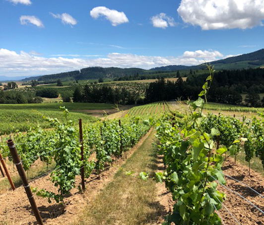 Hampton Purchases Fennwood Vineyard in Yamhill-Carlton