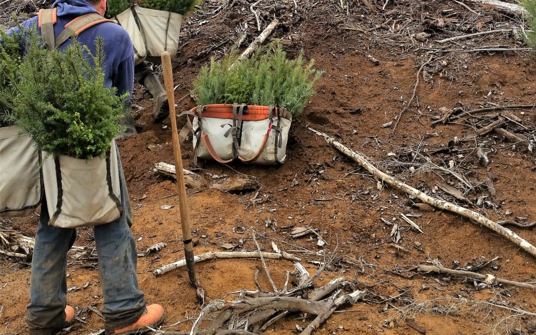 RELEASE: Hampton’s 2019 planting season nears completion – 1.5 million trees planted in NW Oregon and SW Washington