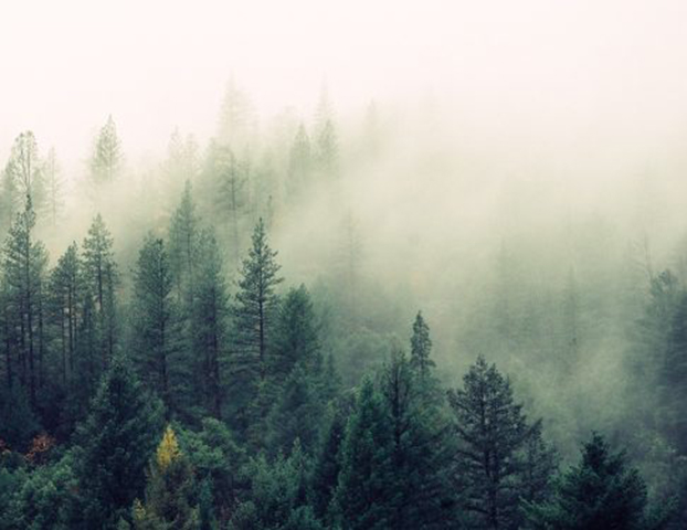 Hampton Lumber Purchases 18,000 acres of Timberland in SW Washington
