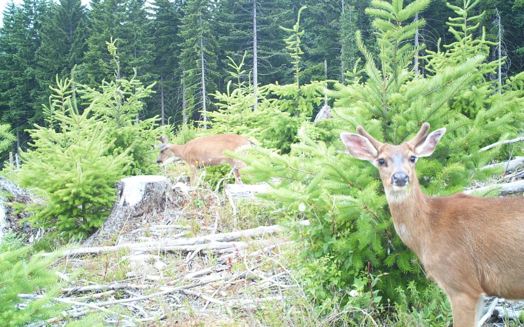 Often derided as pests, deer and elk can help young Douglas-fir trees under some conditions
