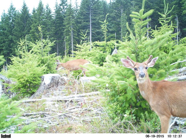 Often derided as pests, deer and elk can help young Douglas-fir trees under some conditions