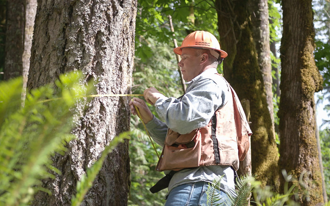 Each step in the forest sector supply chain is dependent on the other