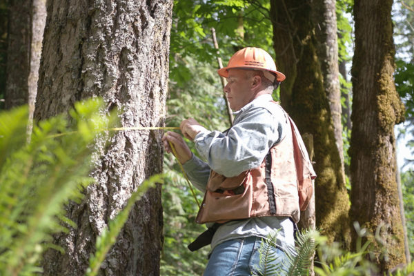 Each step in the forest sector supply chain is dependent on the other