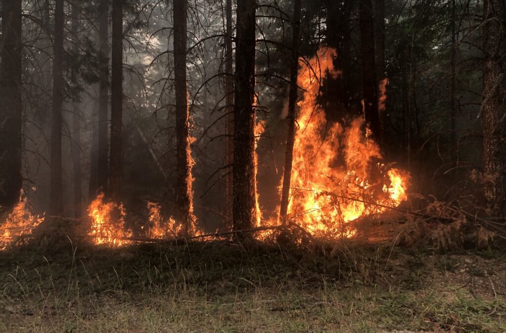 Restoring Oregon’s forests after devastating wildfires