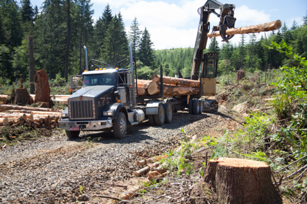 Guest Column: The true value of the state’s timber harvests