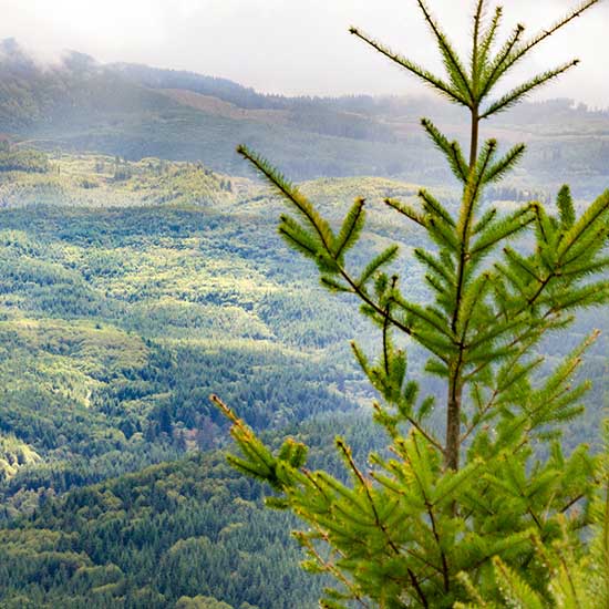 hampton_lumber_sustainability_land_opt Hampton Lumber Executive