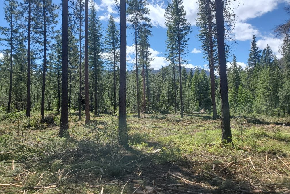 Mission Restoration Project Underway to Increase Ecological Health and Resiliency in the Okanogan-Wenatchee National Forest