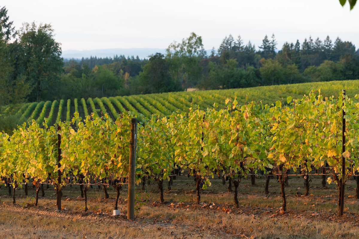 Harvest by hand at Fennwood Vineyard, Carlton, Oregon certified forestland in Oregon and Washington
