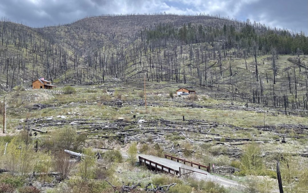 Can Collaboration Save Our Federal Forests?