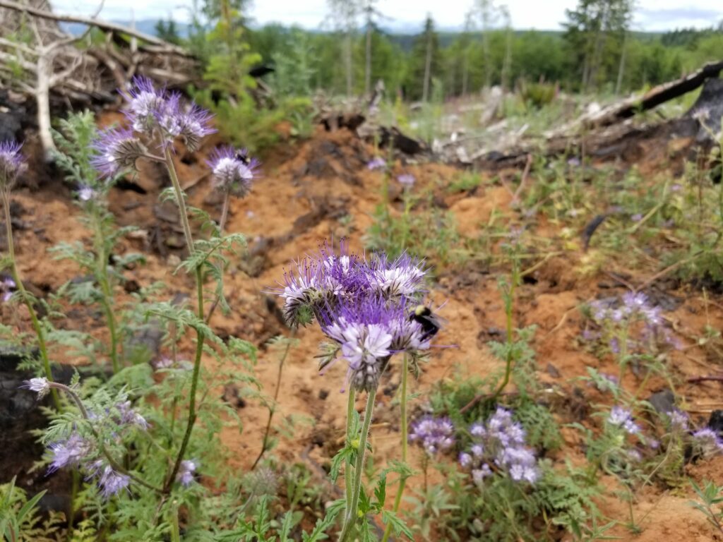 Forest-Pollinators