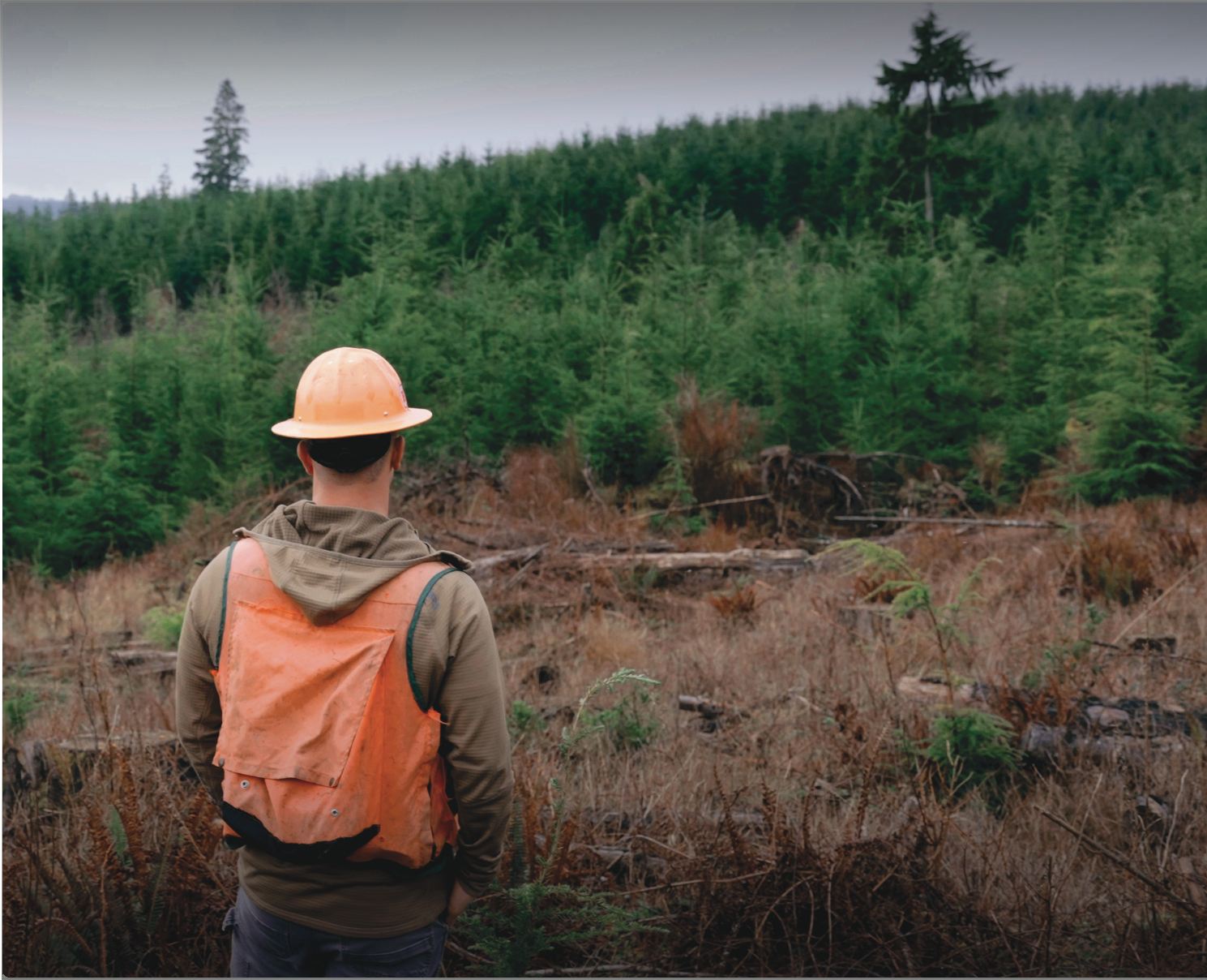 Our Forests - HAMPTON LUMBER