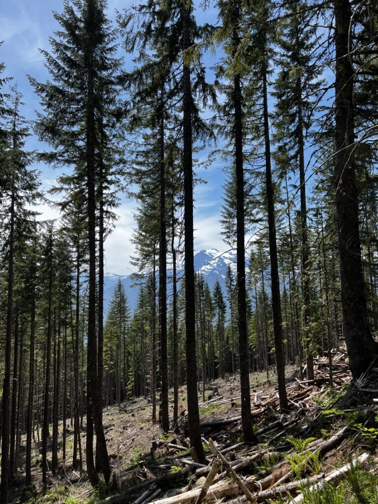 federal-forest-collaboration