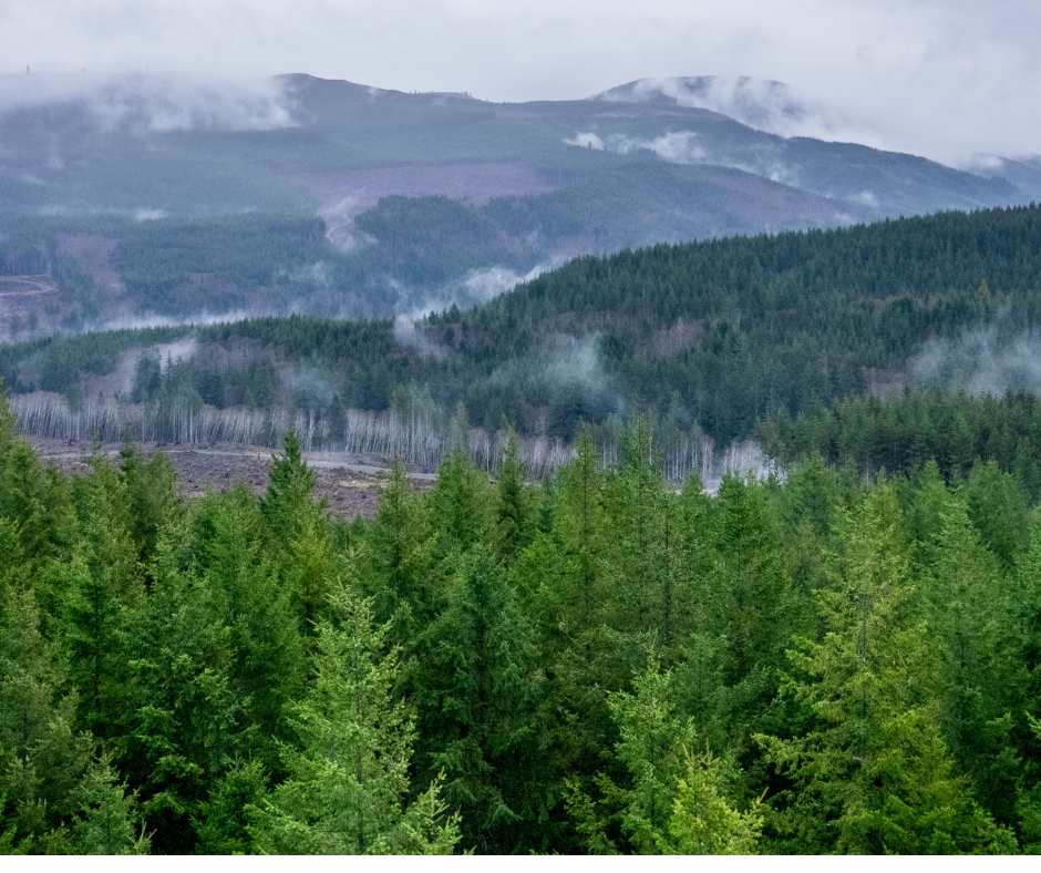 Hampton Family Forests