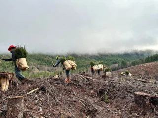 In 2024 alone, we planted 5.9 million seedlings on our forestlands. We replant within 1-2 years of harvest and tend young trees carefully to help re-establish the forest as quickly as possible. These young trees go to work right away, capturing carbon dioxide at faster rates than mature or older forests. Through careful stewardship and the creation of durable wood products, we ensure a sustainable cycle of carbon sequestration and storage.
#Reforestation #PlantingForTheFuture #SustainableForestry #HamptonLumber #SeedlingSuccess #ForestStewardship #HamptonFamForests
